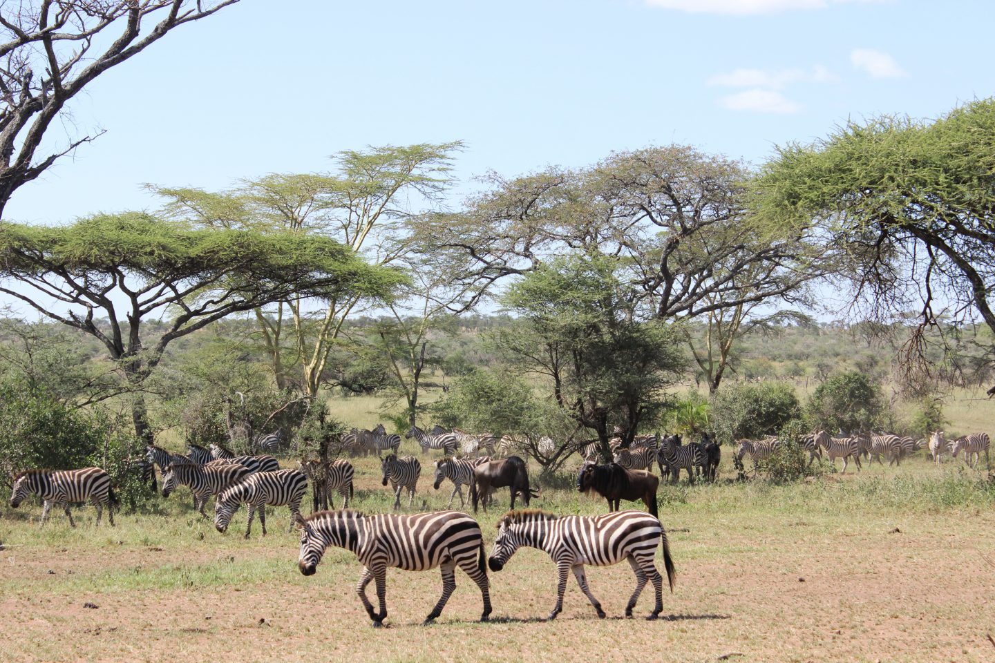 Game drive in the southern Serengeti